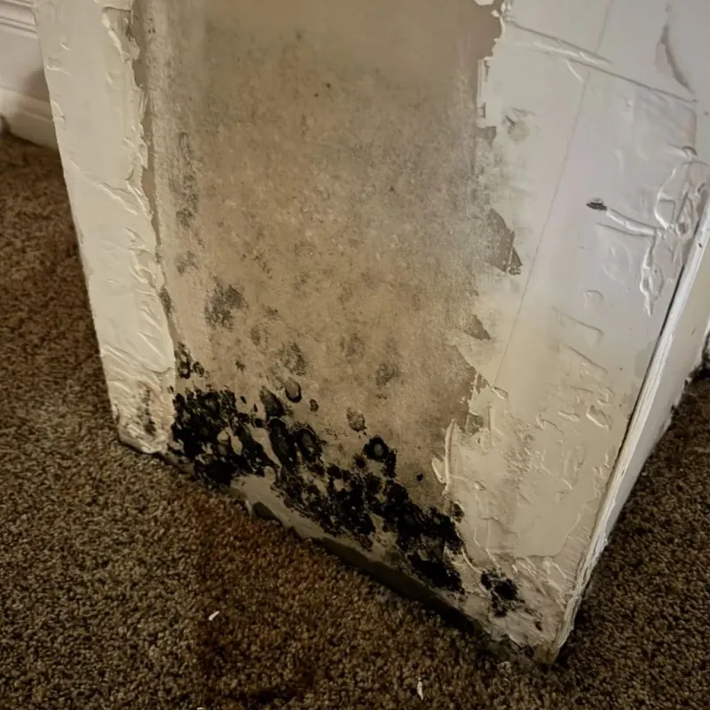 Professional Mold Removal in Montrose, CO